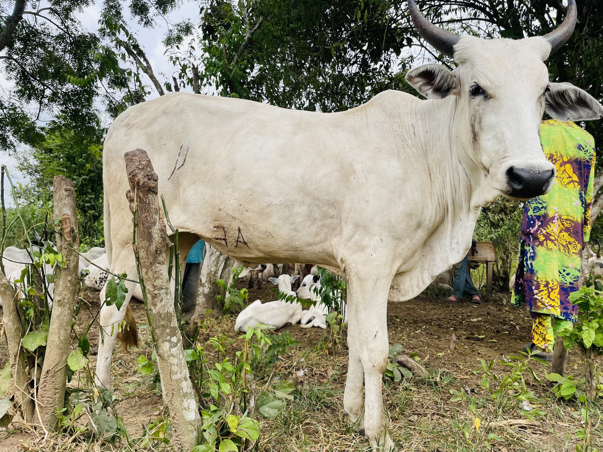 Premium Fulani bull