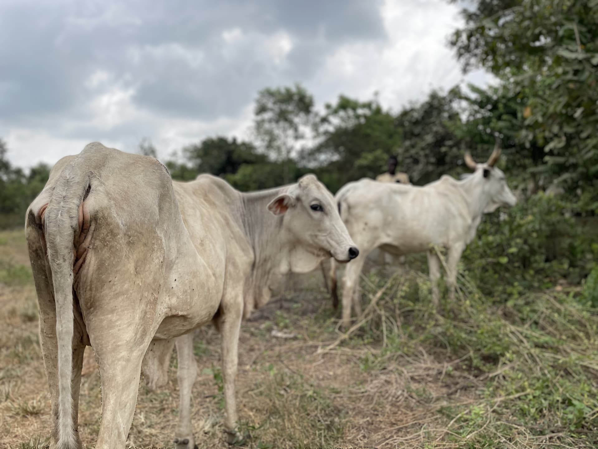 Open pasture with cattle